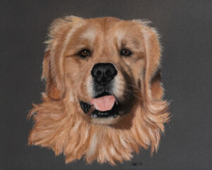 Hund Portrait